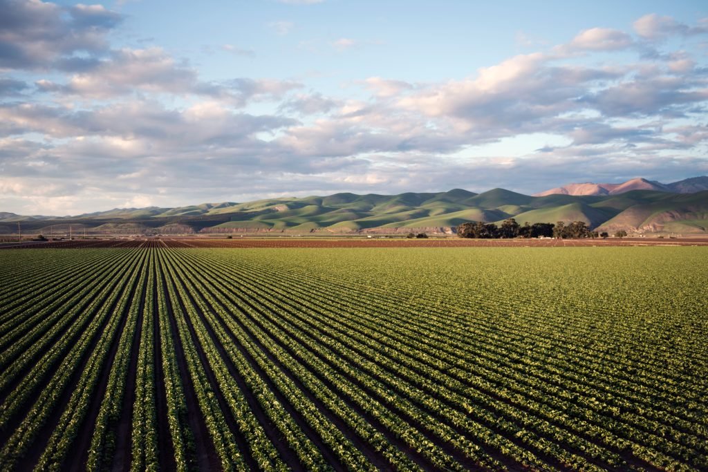 Food & Agribusiness